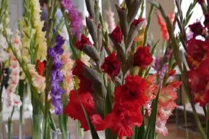 Exhibition of swordlilies